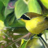 Yellowthroat - Oil on Masonite