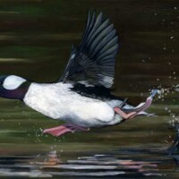 Bufflehead - Oil on Masonite